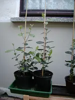IMG_00022.webp