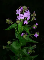 DSCI0428.webp