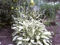 Hosta.webp