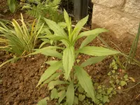 pflanze2.webp