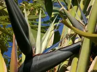 amerik. Strelitzie.webp