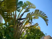 Baumstrelitzie.webp