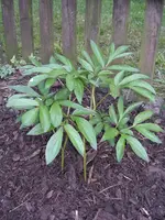 Pfingstrose.webp Pfingstrose.webp