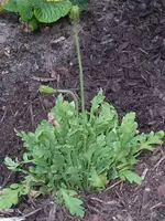 Island-Mohn.webp Island-Mohn.webp