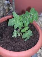 selbstgezogene Cocktailtomate.webp selbstgezogene Cocktailtomate.webp