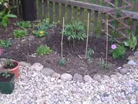 Beet III.webp Beet III.webp