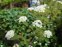 Strauch-002.webp