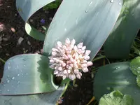 Mai4 010.webp