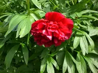 Mai4 011.webp