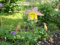 Mai4 013.webp