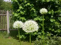 Mai4 023.webp