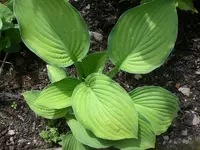 Mai4 001.webp