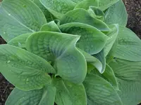 Mai4 003.webp