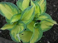 Mai4 004.webp