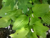 Mai4 006.webp