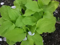Mai4 008.webp