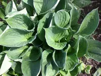 Mai4 009.webp