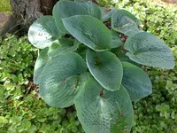 Mai4 012.webp