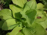 Mai4 014.webp