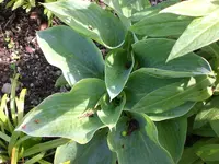 Mai4 015.webp