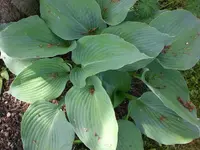 Mai4 016.webp