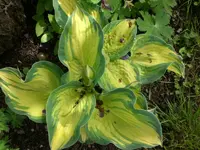 Mai4 017.webp