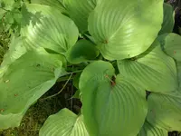 Mai4 018.webp