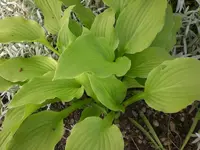 Mai4 019.webp