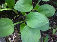 Mai4 022.webp