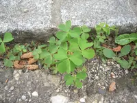DSCN9121.webp
