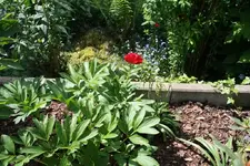 dahliefrage.webp