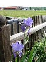 hohe_bartiris_10_05_2009.webp