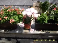 gartenbilder 024.webp