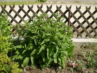 Beinwell.webp