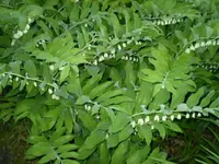 Salomonssiegel.webp