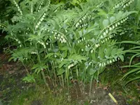 Salomonssiegel1.webp