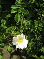 Wilde Rose.webp