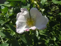 Wilde Rose1.webp