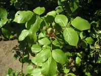 Kletterrose.webp