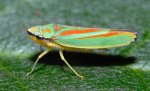 300px-Graphocephala_fennahi_(aka)[1].jpg