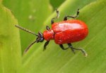 300px-Lilioceris_lilii02[1].jpg