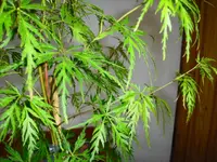 Petunien und Ahorn 005.webp