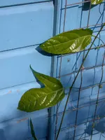 Maracuja e.webp