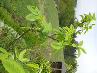 CIMG2164.webp