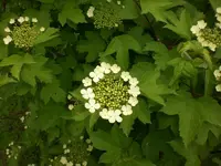Mai5 013.webp