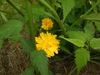 Mai5 015.webp
