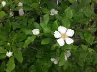 Mai5 016.webp