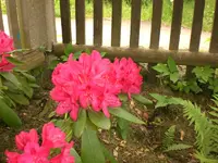 Mai5 017.webp