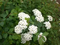 Mai5 021.webp