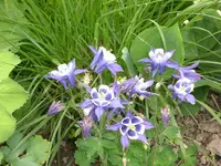 Mai5 009.webp